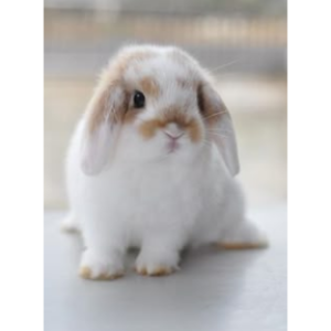 lgbqt 🏳️‍🌈🏳️‍⚧️🐰 (he/they/it)