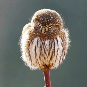 JProl 🌍🎶💾🆓🐦🏳️‍🌈 🏴‍☠️