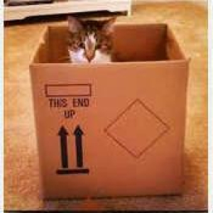 ContentCatXV