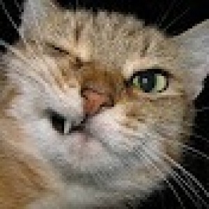 Festive ins0mniak 🎄