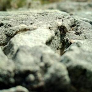 selmins