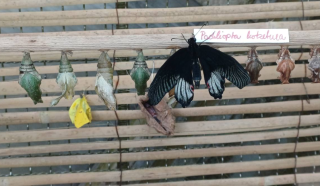 photo/a508c990-d0eb-49d7-9678-77e2b43ce8a0-3