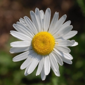 Leucanthemum Vulgare