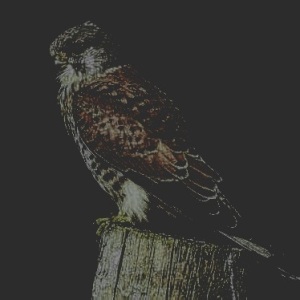 kestrel_123