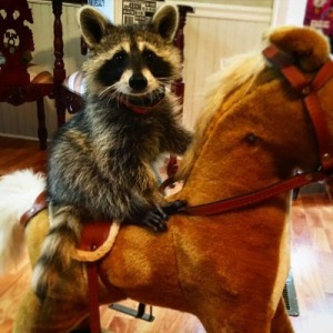Rootin Tootin Coon