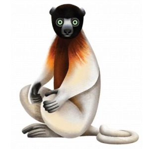 sifaka